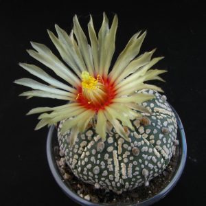 Astrophytum SK