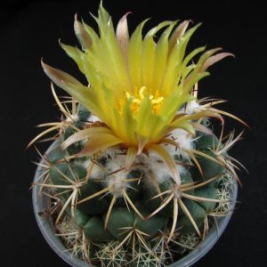 Coryphantha  andreae