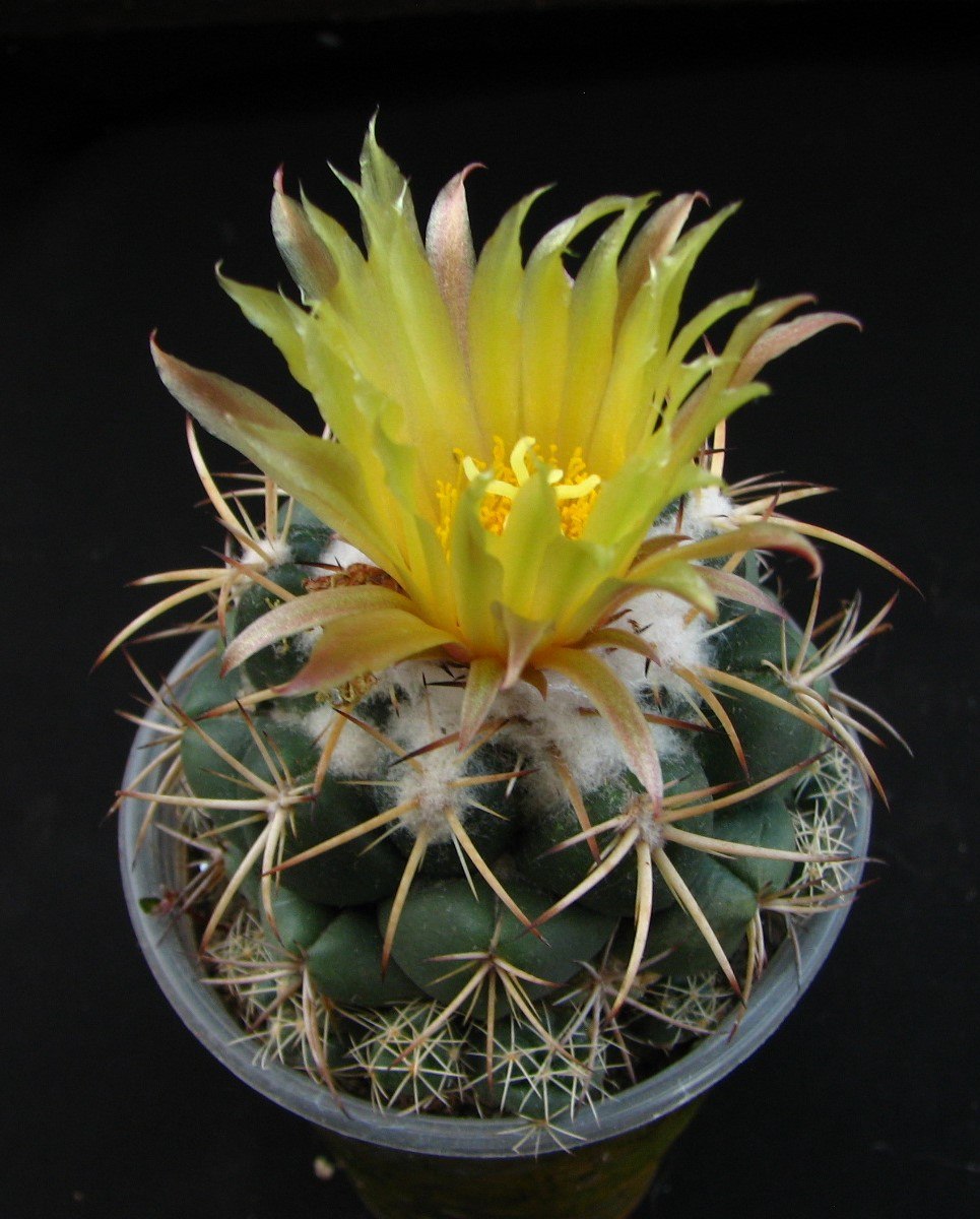 Coryphantha  andreae