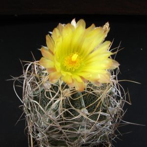 Astrophytum crassispinoides