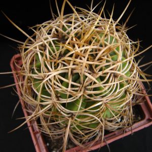 Denmoza diamantina