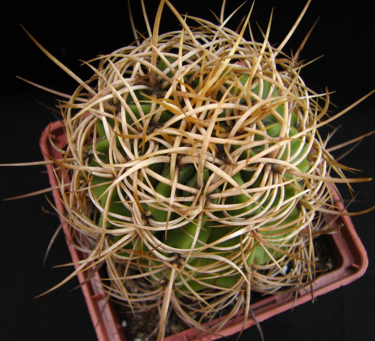 Denmoza diamantina