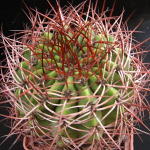 Denmoza diamantina