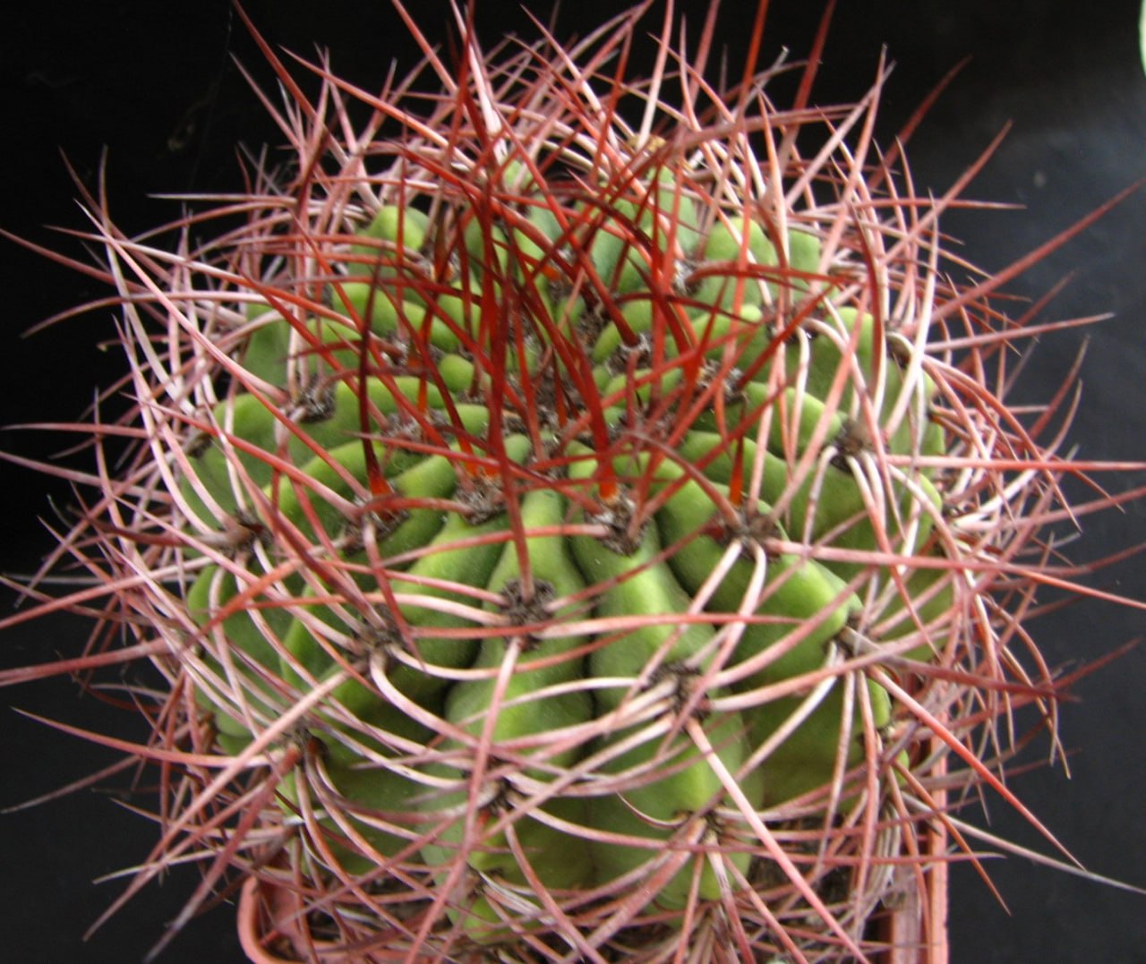 Denmoza diamantina