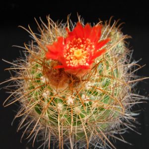 Parodia  rauschii