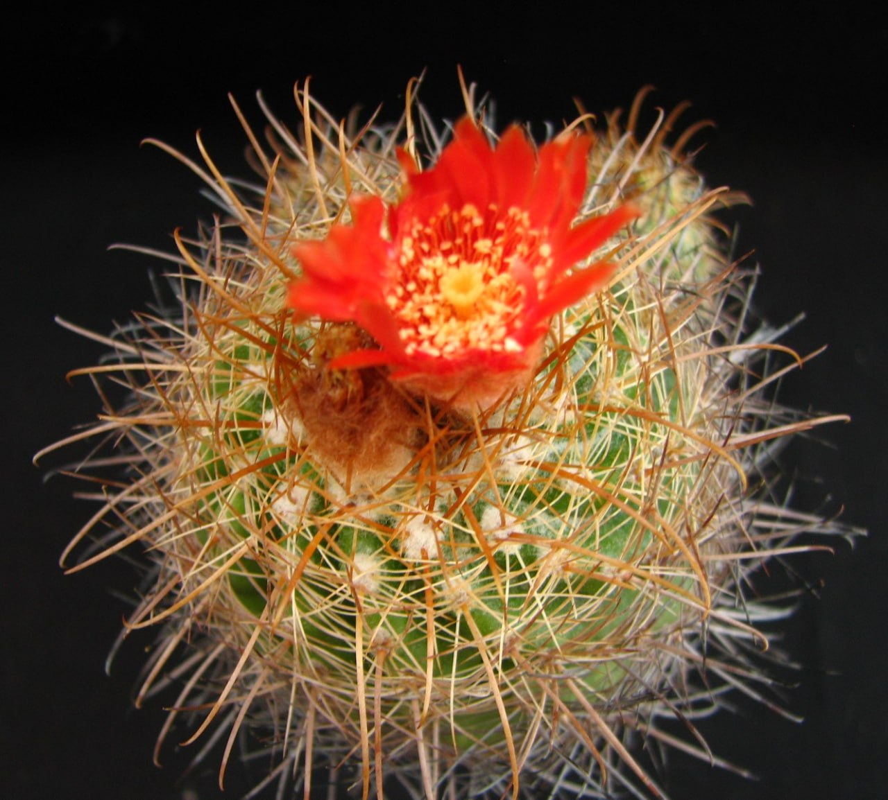 Parodia  rauschii