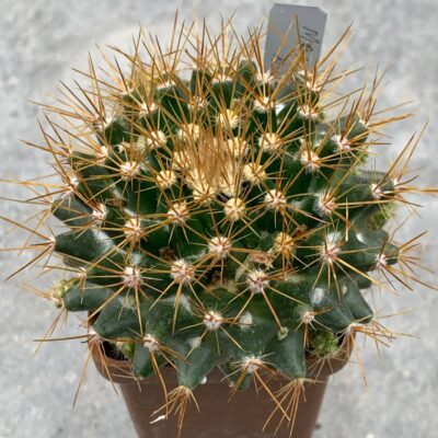 Mammillaria nivosa