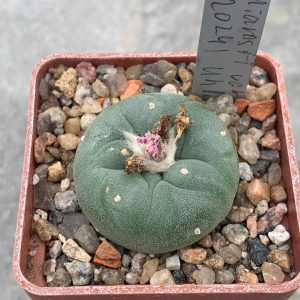 Lophophora williamsii var decipiens (U2024) Uhlig