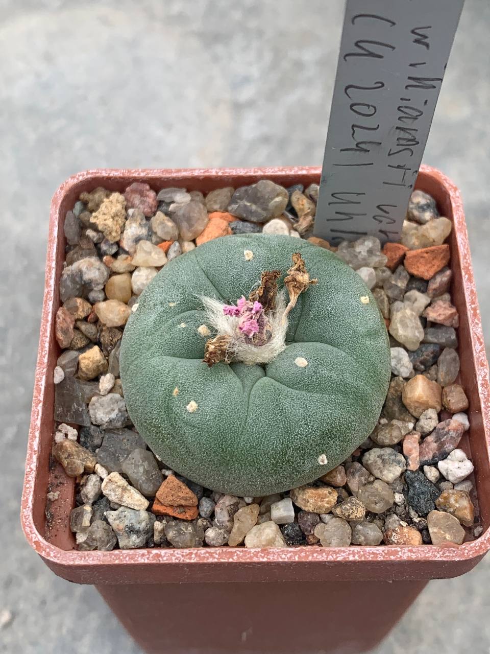 Lophophora williamsii var decipiens (U2024) Uhlig