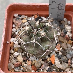 Copiapoa echinoides (Totoral)