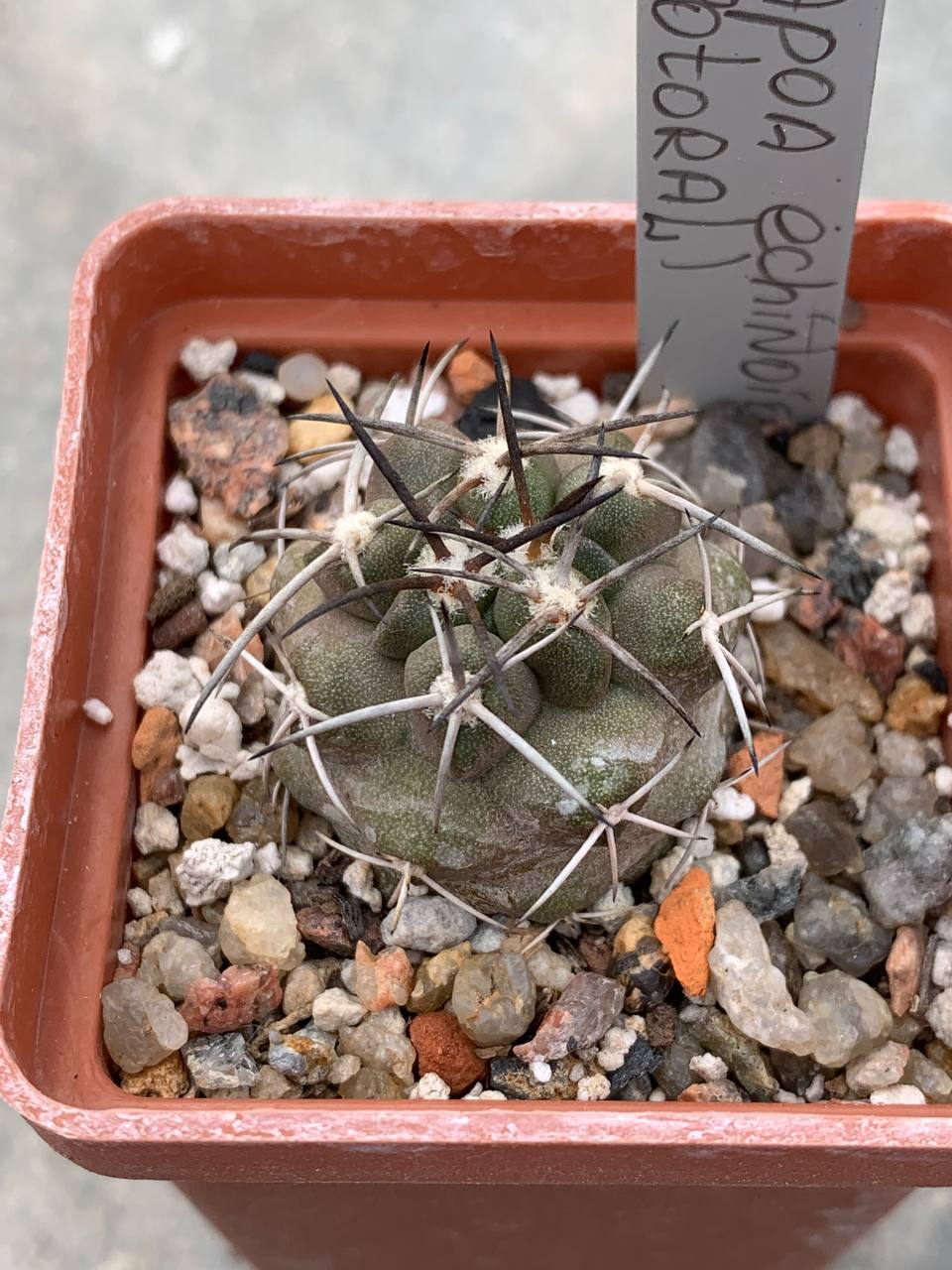 Copiapoa echinoides (Totoral)