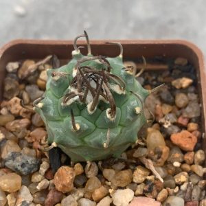 Turbinicarpus alonsoi x klinkerianus