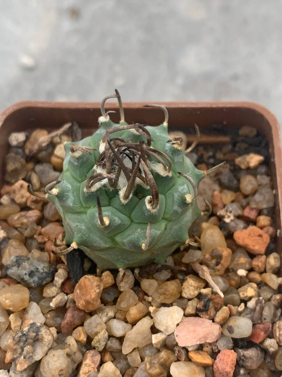 Turbinicarpus alonsoi x klinkerianus