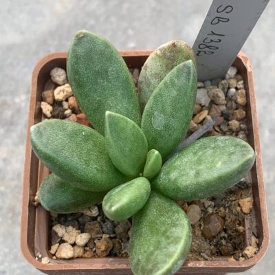 Adromischus marianiae SB 1382