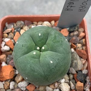 Lophophora echinata