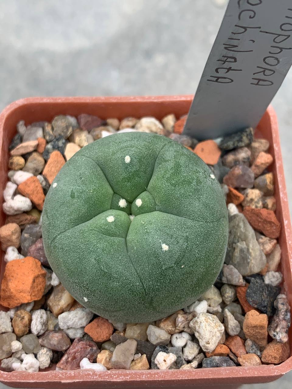 Lophophora echinata