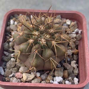 Copiapoa marginata (aff. Torros del Juca)