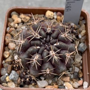 Neochilenia odoridiflora