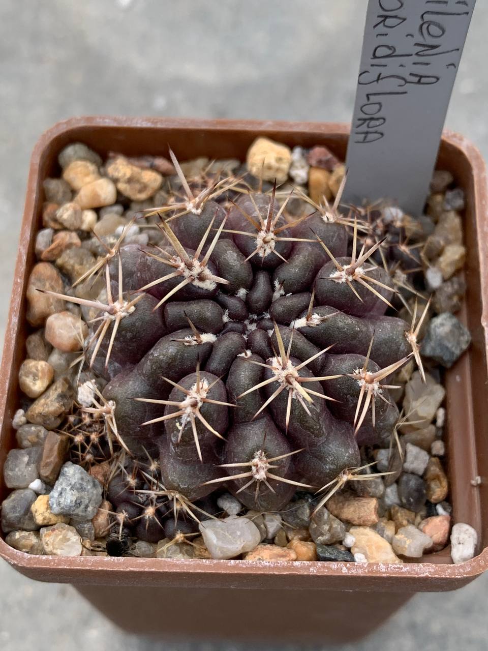 Neochilenia odoridiflora