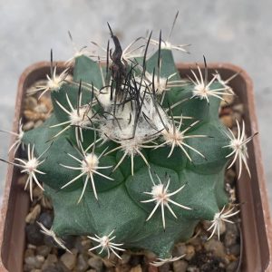 Turbinicarpus viereckii x alonsoi