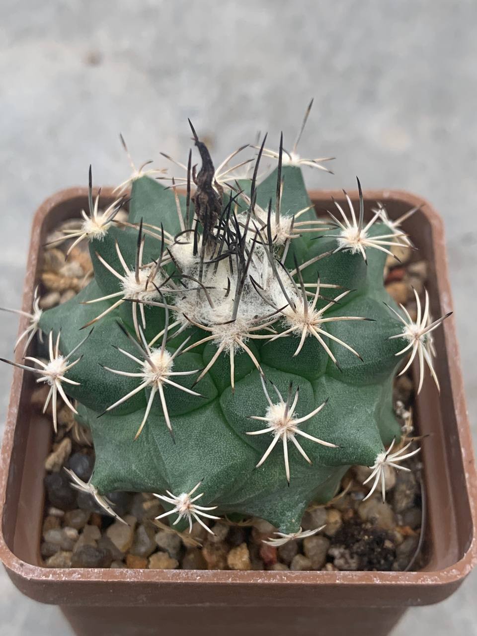 Turbinicarpus viereckii x alonsoi