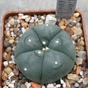 Lophophora williamsii (Sandia El Grande)