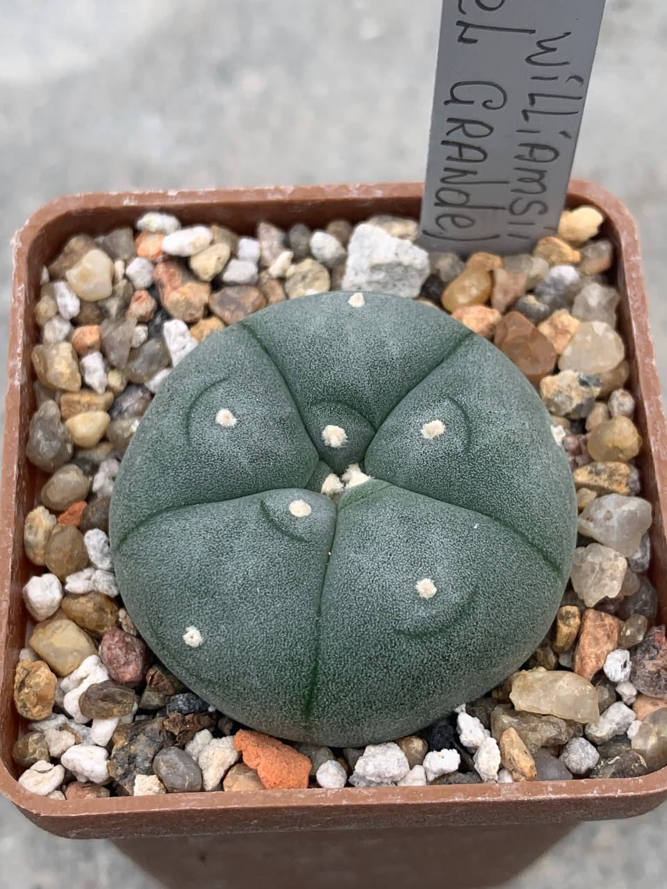 Lophophora williamsii (Sandia El Grande)