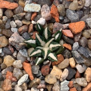 Ariocarpus kotschoubeyanus var. elephantidens
