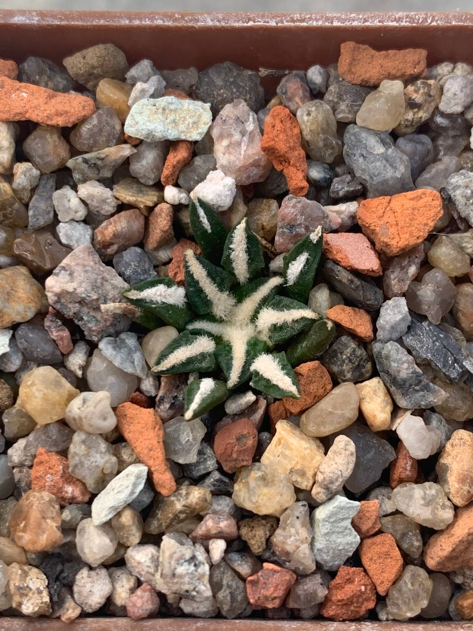 Ariocarpus kotschoubeyanus var. elephantidens