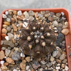 Copiapoa echinoides (Fulva cost.) (їжак)