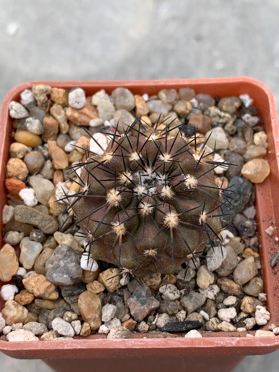 Copiapoa echinoides (Fulva cost.) (їжак)