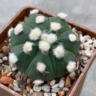 Astrophytum asterias nudum “ooibo” Pavlica