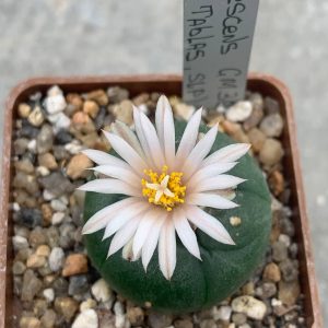 Lophophora williamsii var koehresi GM 360 (Las ‘Tablas’ SLP)
