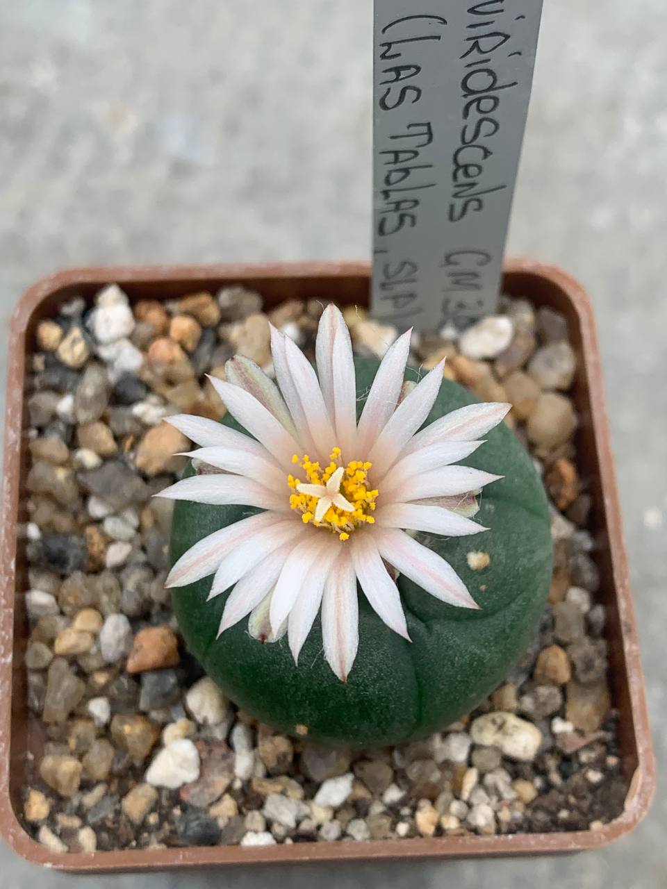 Lophophora williamsii var koehresi GM 360 (Las ‘Tablas’ SLP)