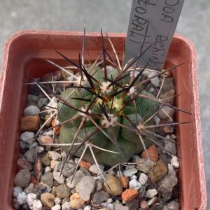 Copiapoa echinoides (Totoral)