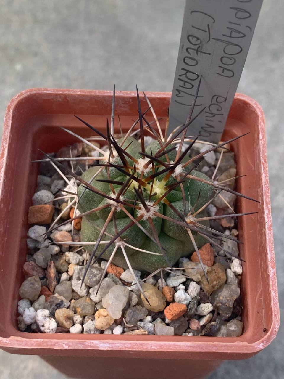 Copiapoa echinoides (Totoral)