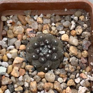Copiapoa hypogaea (Flamenko, Chile)