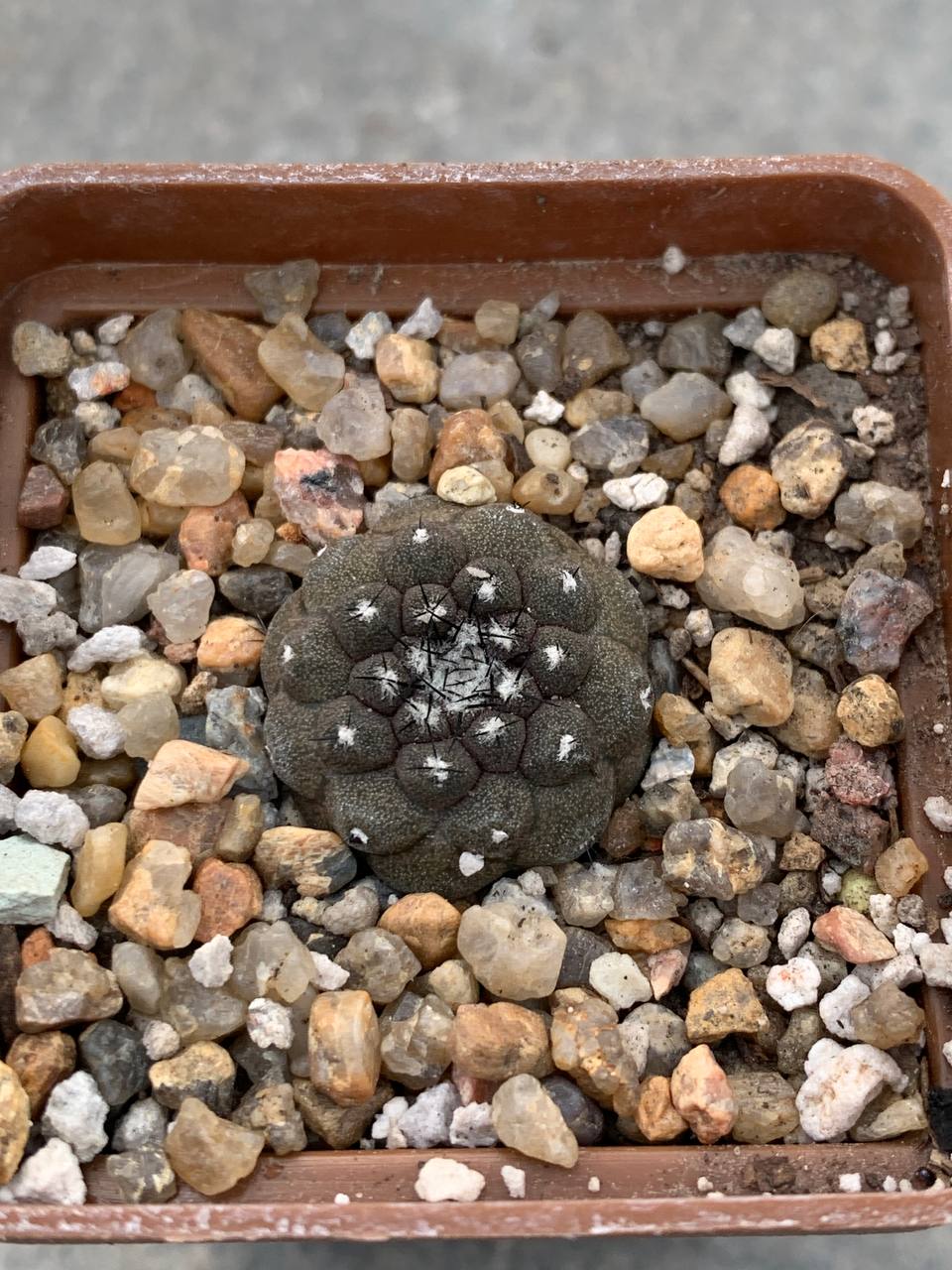 Copiapoa hypogaea (Flamenko, Chile)