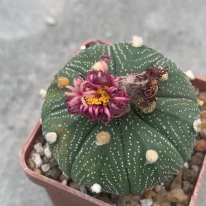 Astrophytum asterias ‘shiowa’ x Pavlica Rose flower