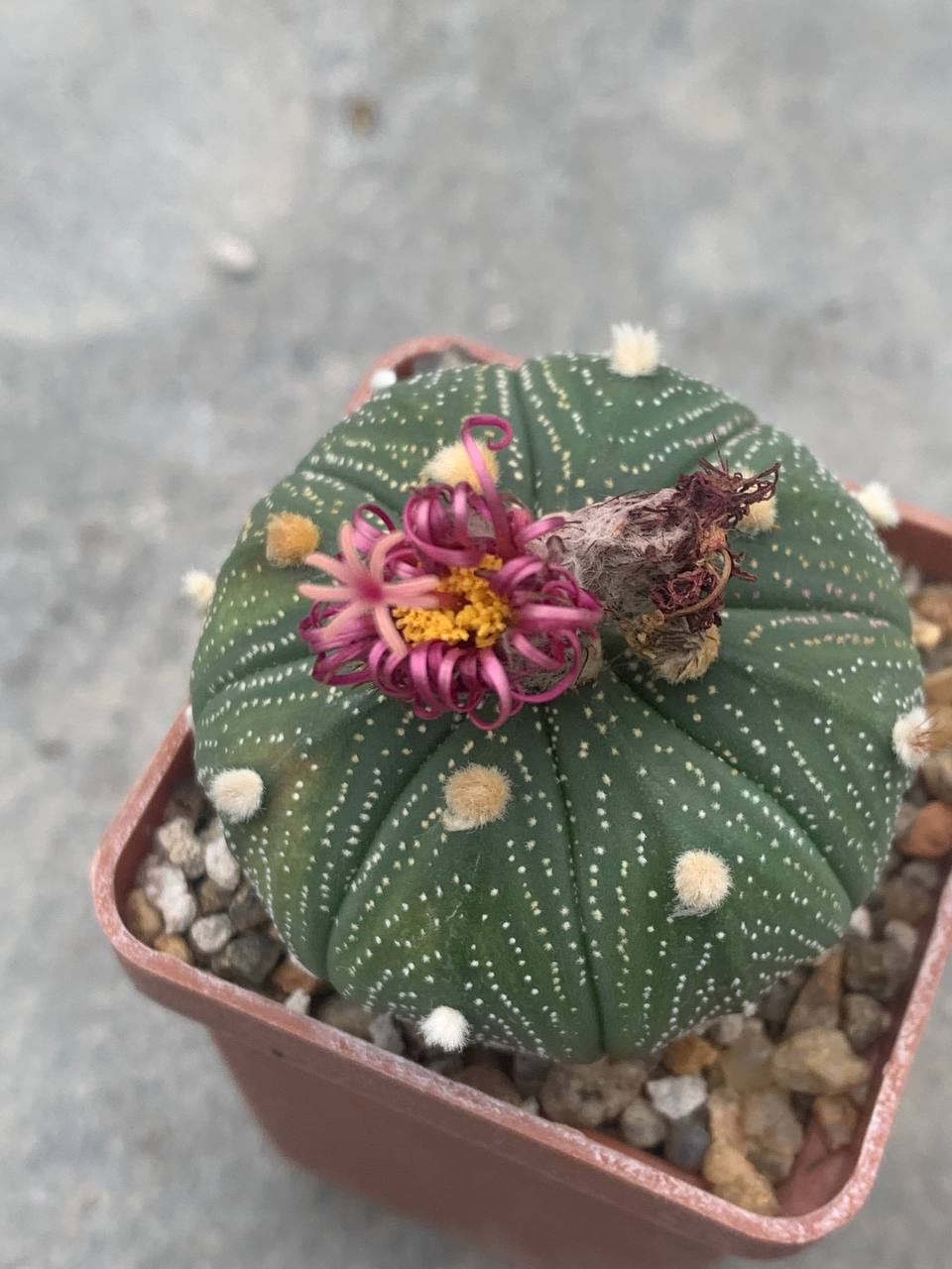 Astrophytum asterias ‘shiowa’ x Pavlica Rose flower