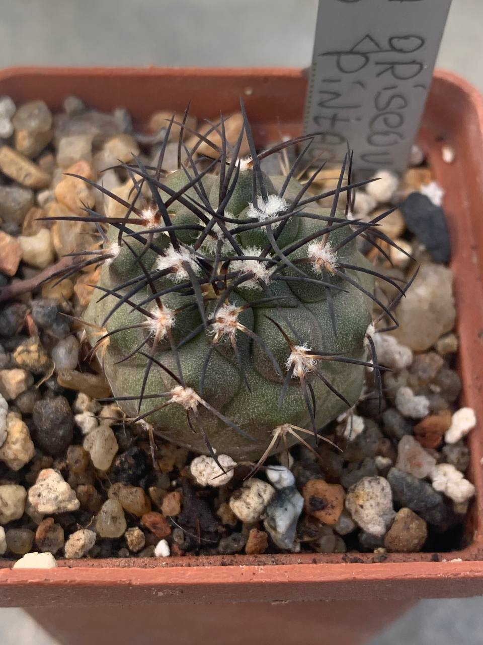 Copiapoa griseoviolacea (Cerro Pintadas)