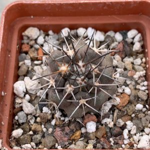 Copiapoa echinoides (Totoral)
