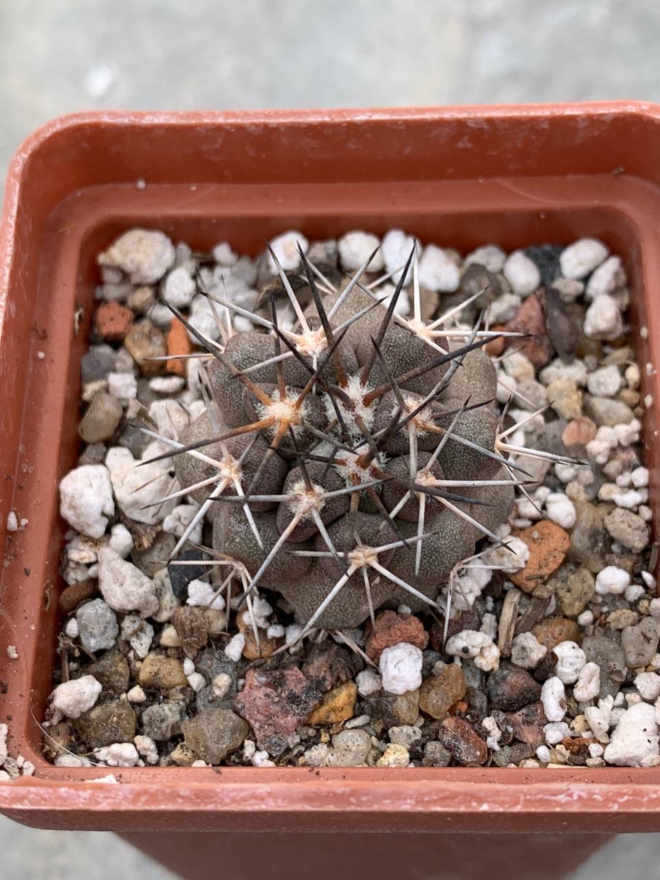 Copiapoa echinoides (Totoral)