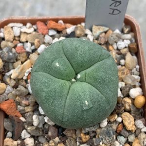 Lophophora lutea