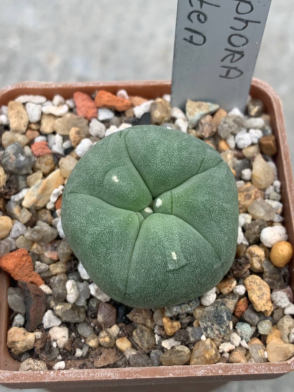 Lophophora lutea