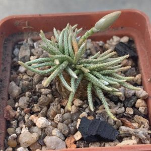 Anacampseros alstonii