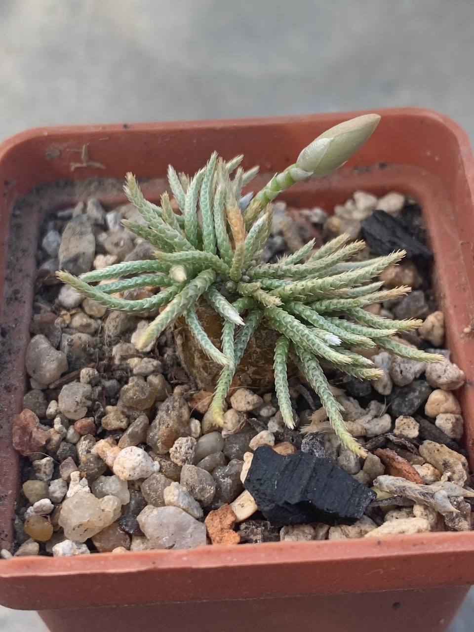 Anacampseros alstonii