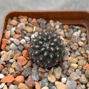 Eriosyce heinrichiana (aff Margueh, Vicuna)