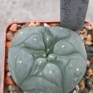 Lophophora williamsii var decipiens