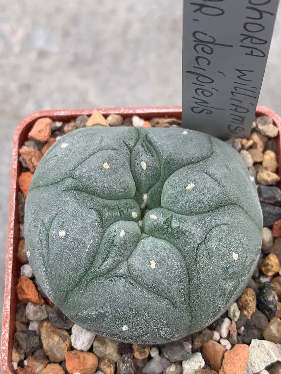 Lophophora williamsii var decipiens